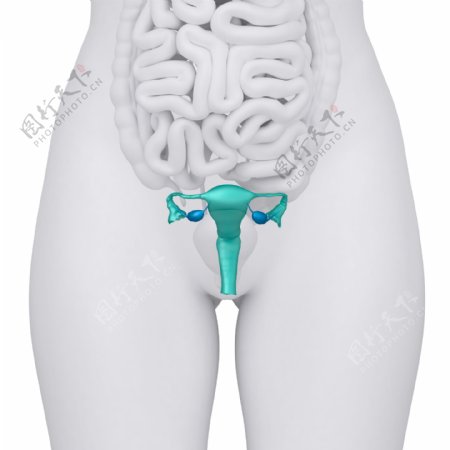 女性卵巢与肠子器官图片