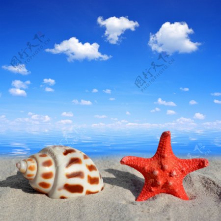 海滩上的海螺海星图片