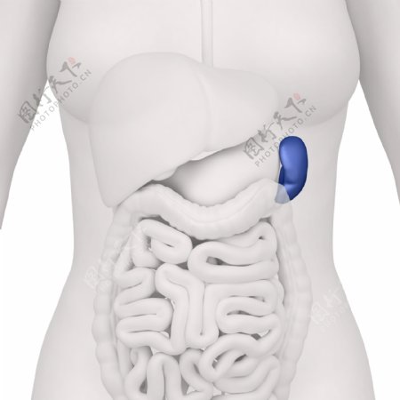 女性人体肝脏器官图片