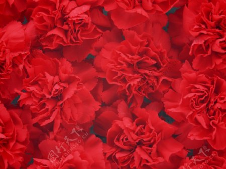 红色康乃馨背景图片