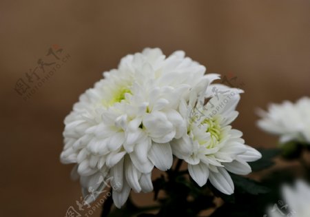 粉色和白色的菊花