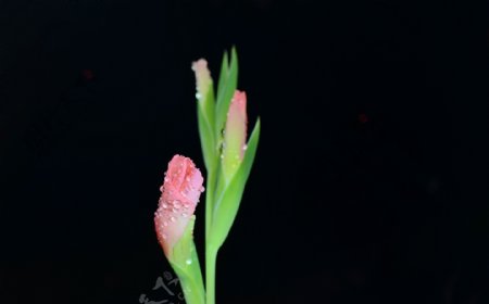 粉色唐菖蒲花卉