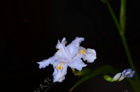 淡紫色鸢尾花