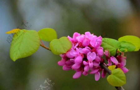 神秘紫荆花花卉