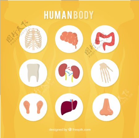 人体的图标