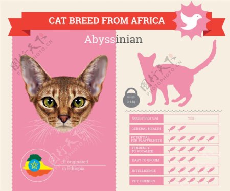 阿比西尼亚猫图表图片