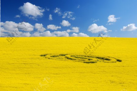 高清黄色麦田风景图片