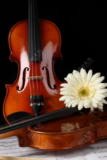 小提琴与鲜花