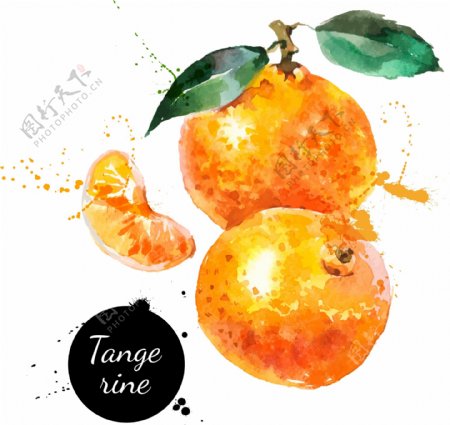 水果水彩橘子矢量图
