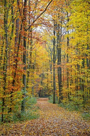 秋季秋季森林森林森林路径树木秋天的落叶金色的秋天