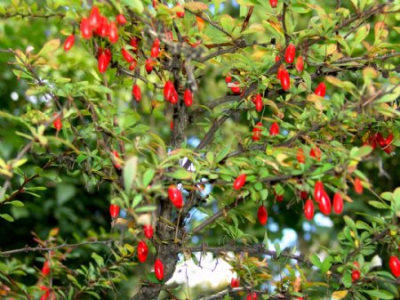 秋天成熟的红色果子图片