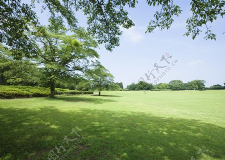 绿色公园风景图片