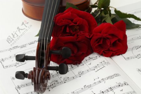 五线谱与玫瑰花小提琴图片