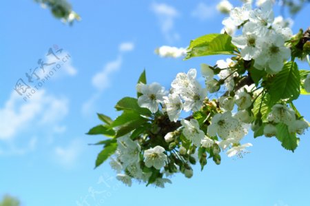 唯美白色樱花风景图片