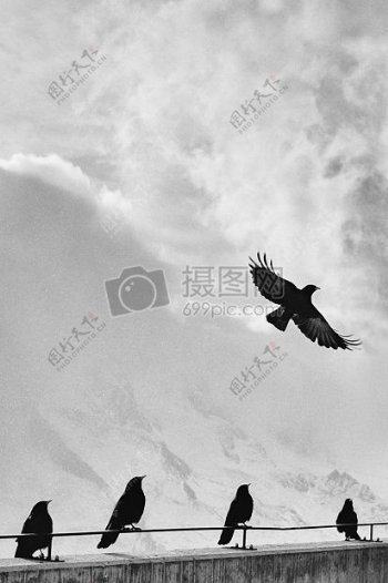鸟坐天空黑色和白色野生动物自然动物飞行翅膀高