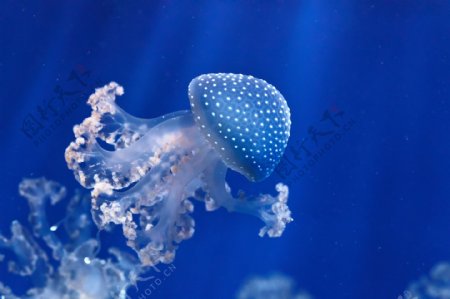唯美海底水母图片