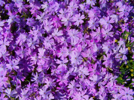 紫色芝樱花图片