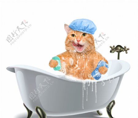洗澡的小猫