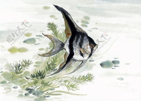 热带鱼写意水族国画0191