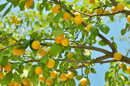 杏树上的杏子图片