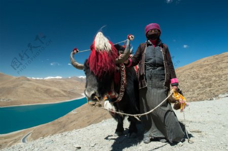 藏民与牦牛图片