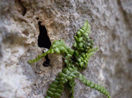 石缝间的绿色植物图片