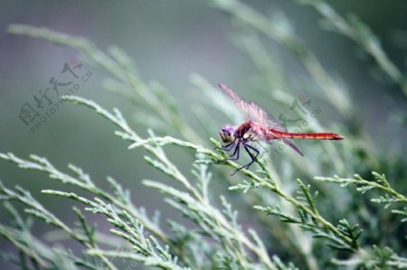 草丛蜻蜓图片