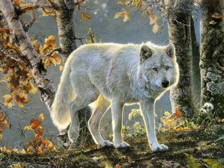 狼动物插图13