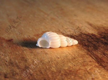 唯美白色小海螺图片