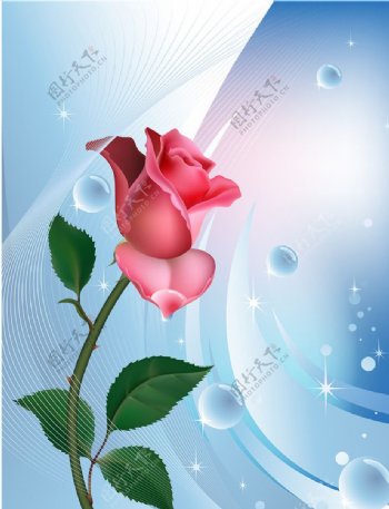 粉色玫瑰花手绘