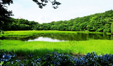 唯美绿色湖泊风景图片
