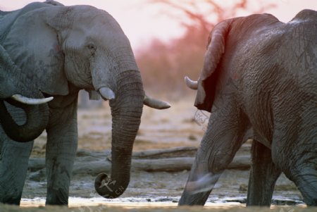非洲野生动物大象