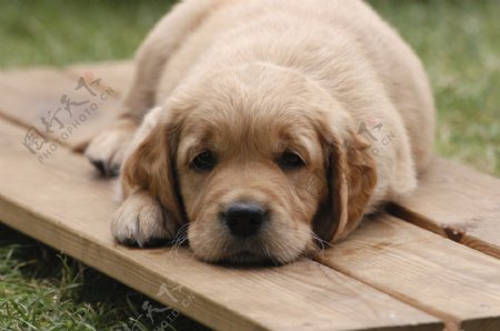 趴在木板上的小狗