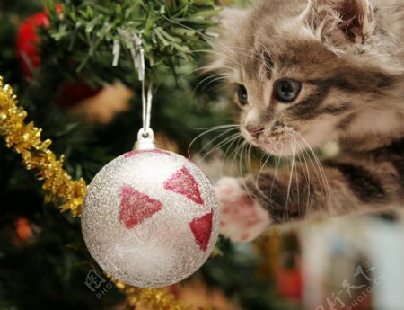 圣诞球与小猫