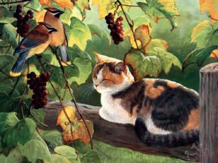 猫咪宠物手绘画83猫