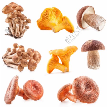 不同品种的蘑菇