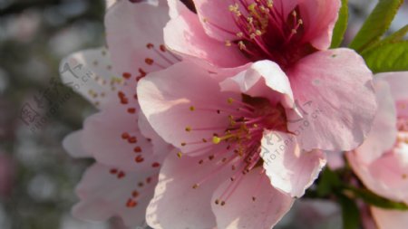 春天桃花花朵写真高清