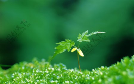 绿色生态植物幼苗背景图