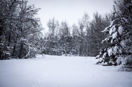 冬天的树林与雪地图片