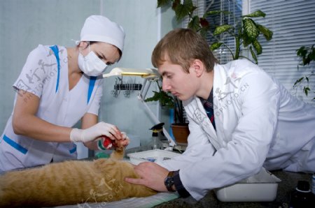 给猫咪包扎伤口的兽医图片