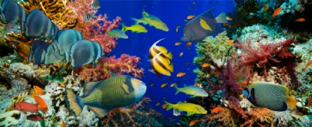 海底珊瑚鱼群图片