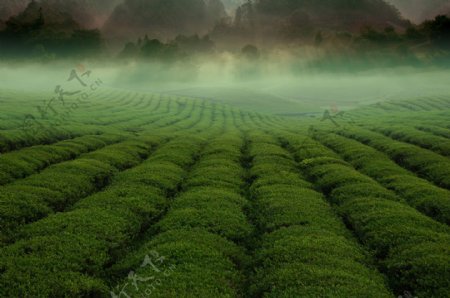 唯美绿色茶叶风景图片