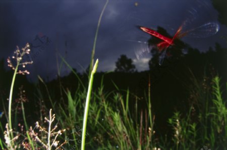 在空中飞的红蜻蜓