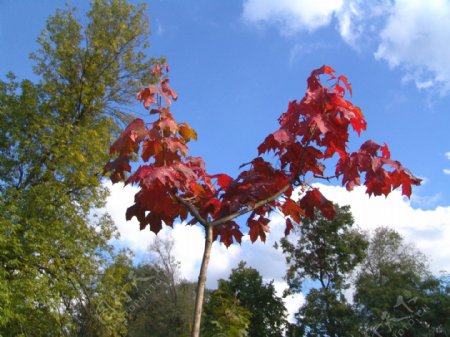 秋天红叶树木