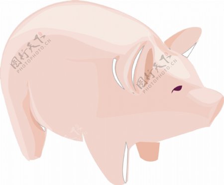 插画动物猪肥猪