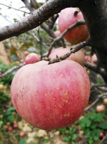 红苹果苹果树图片