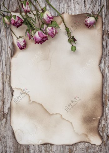 玫瑰花旧纸张和木质背景图片