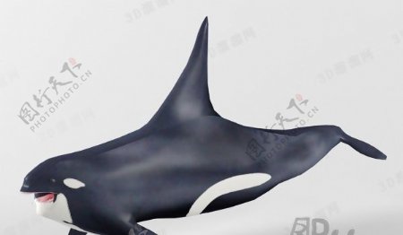3D鲨鱼模型