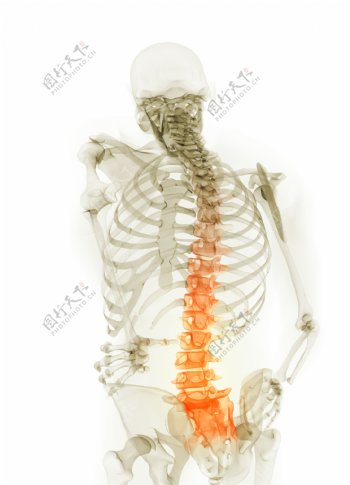 人体脊椎透视图图片