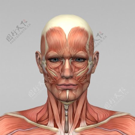 头部肌肉组织图片
